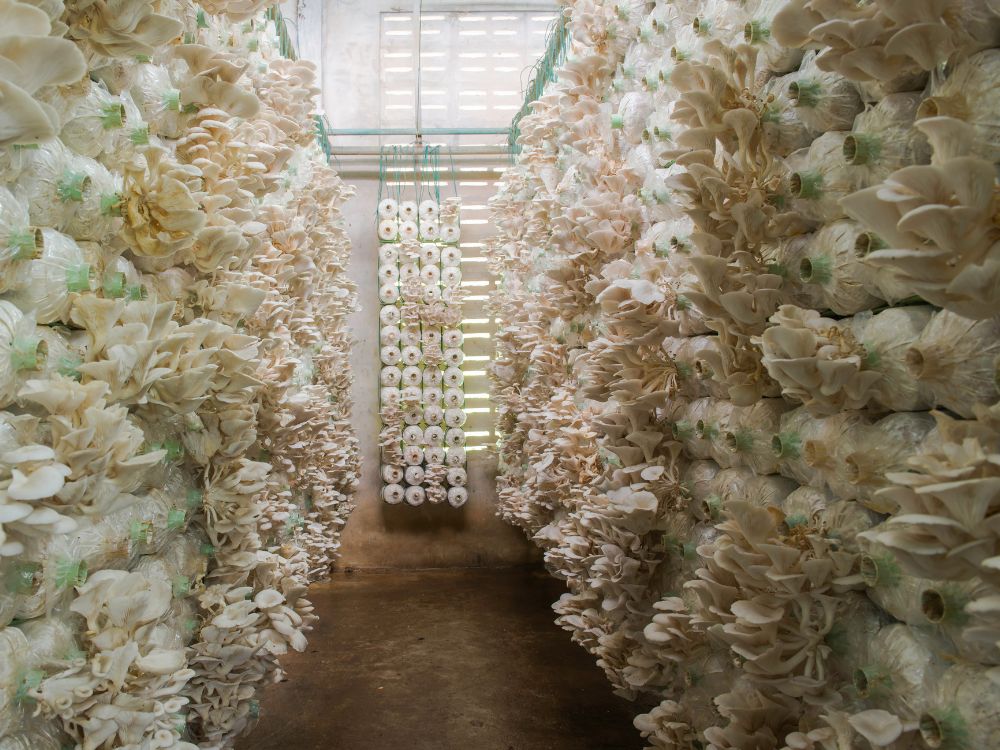 Tác dụng trong Đông y